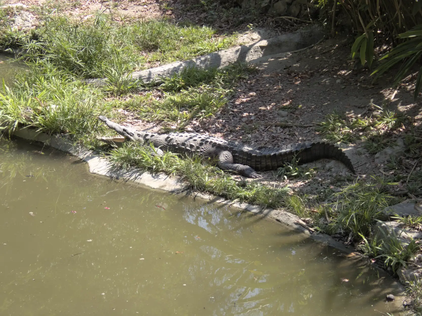 A crocodile sunbathing