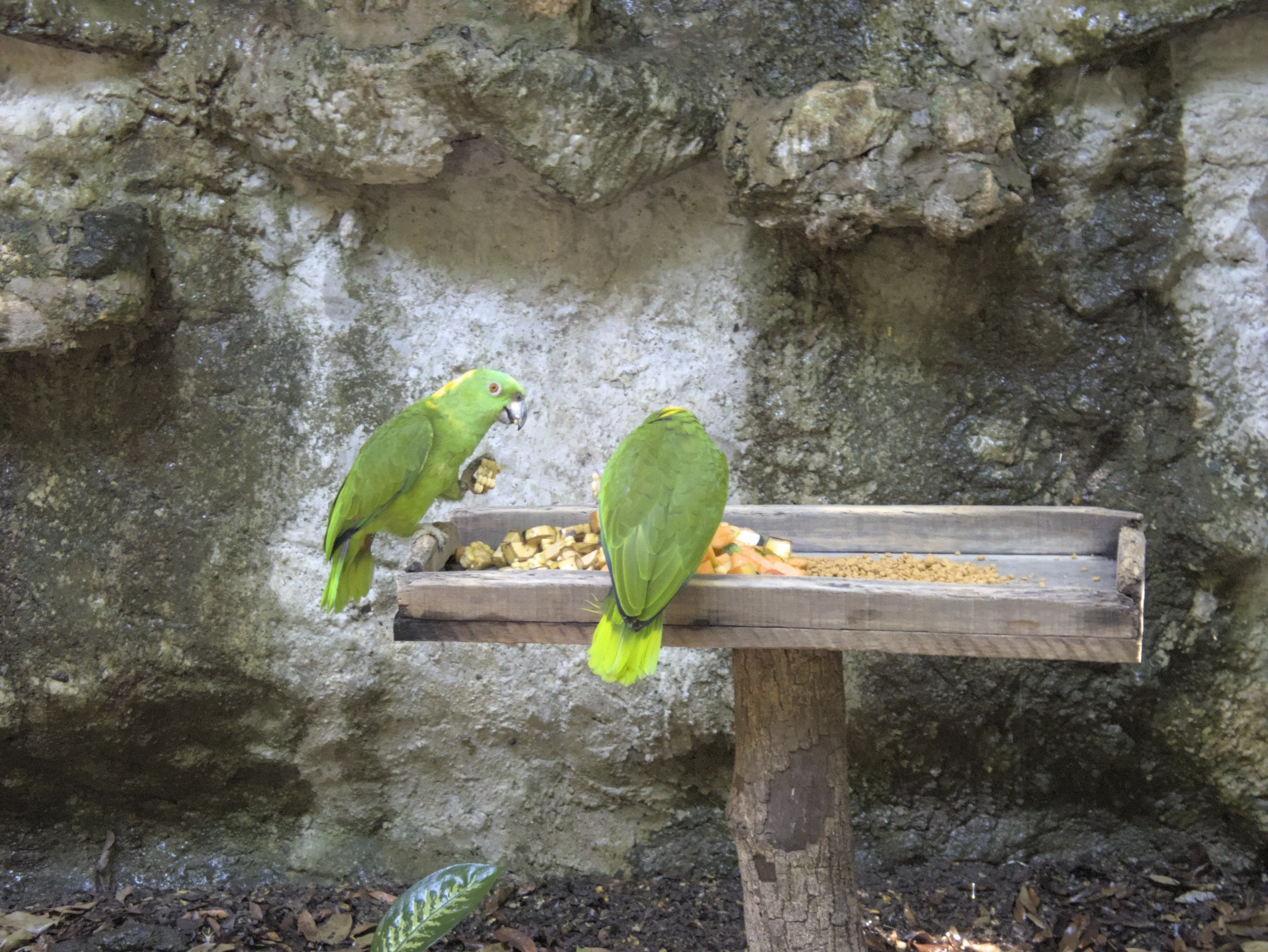 Two parrots having breakfast
