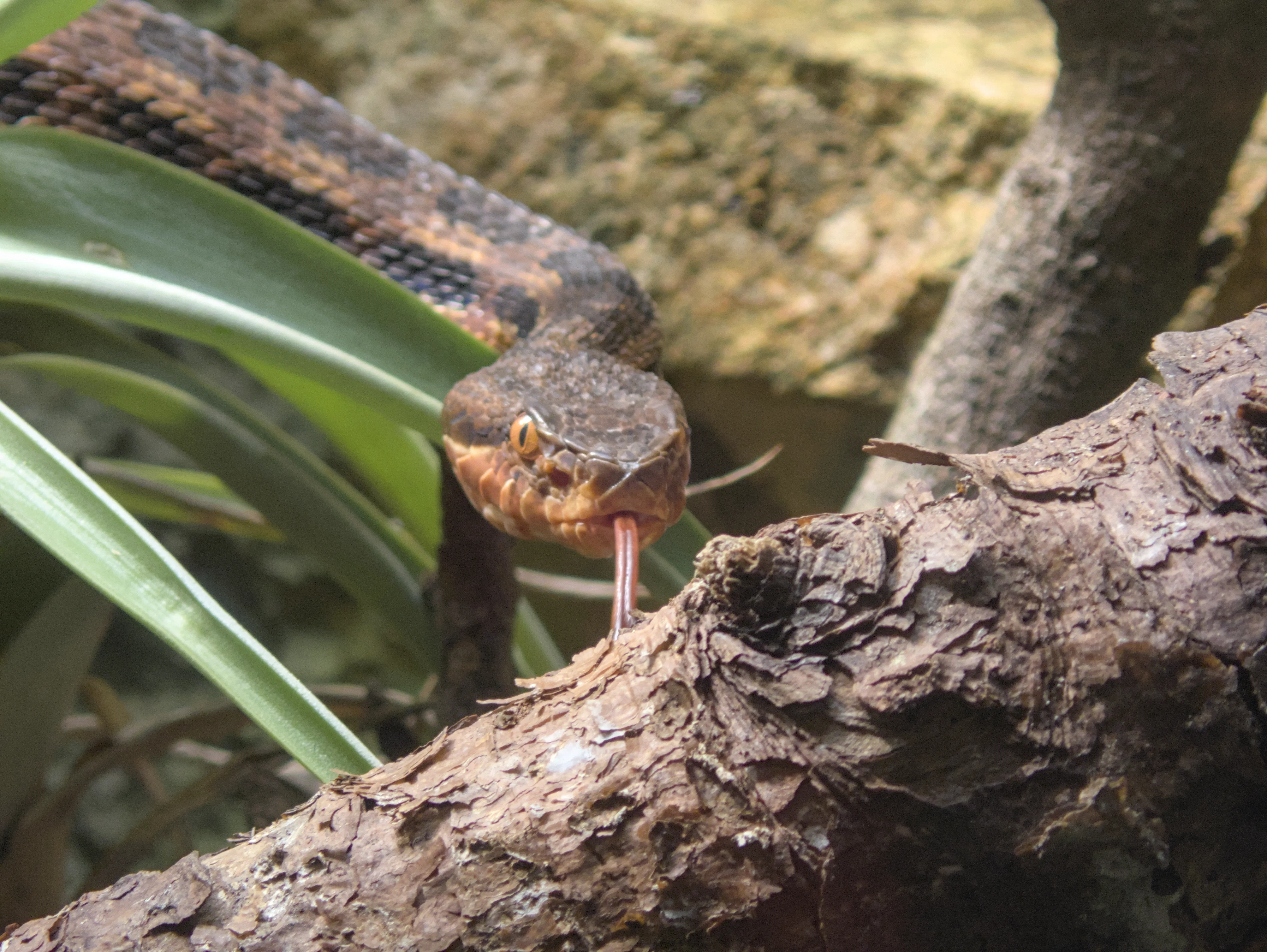 A snake that you would rather not encounter in the forest