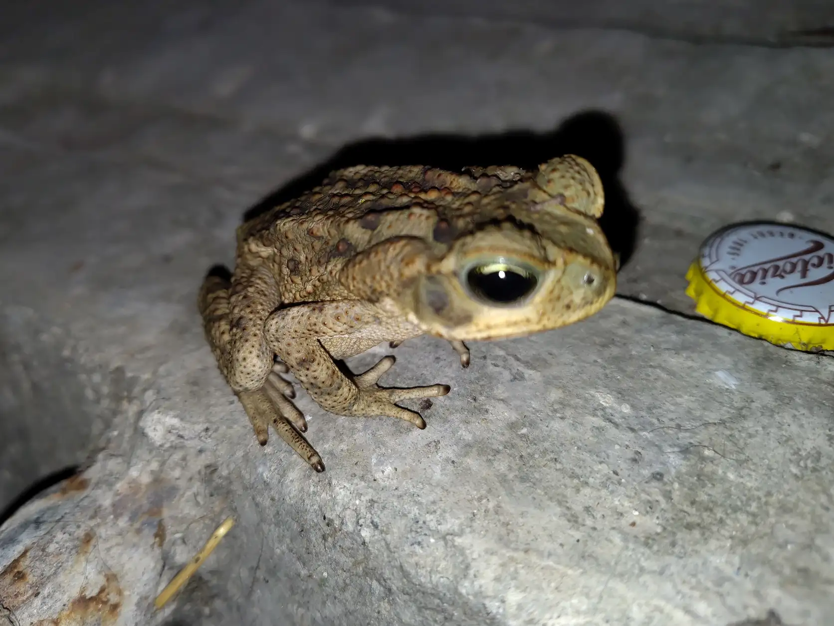 A frog at night