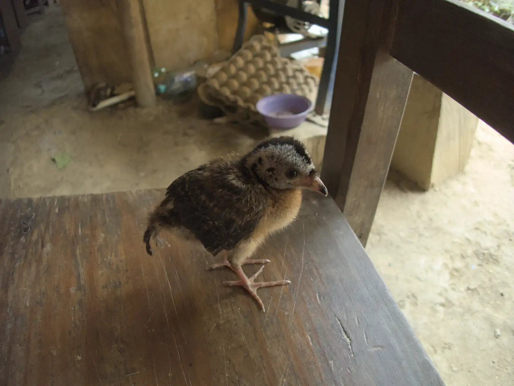 A chick at one of the families
