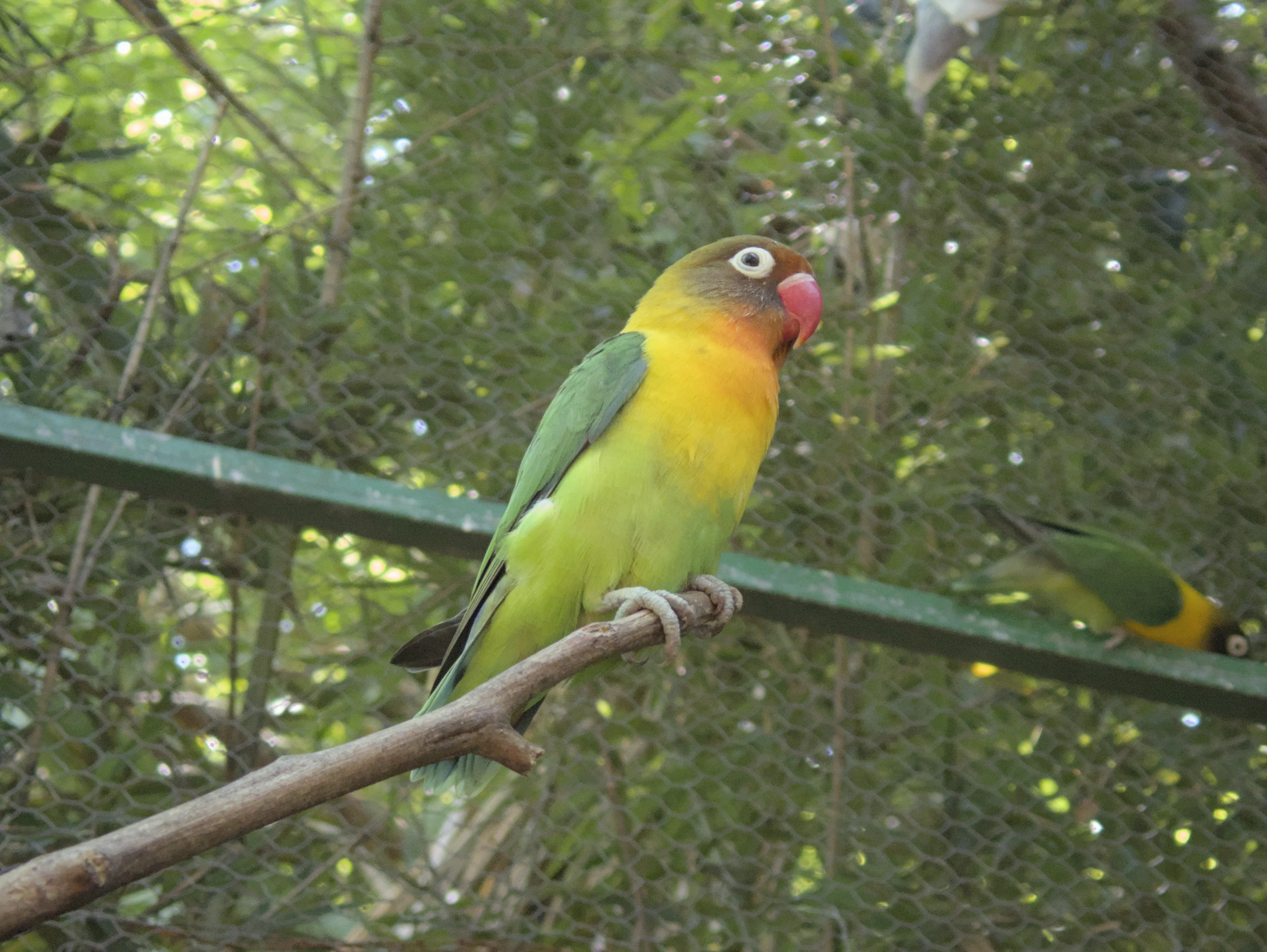 A lovebird