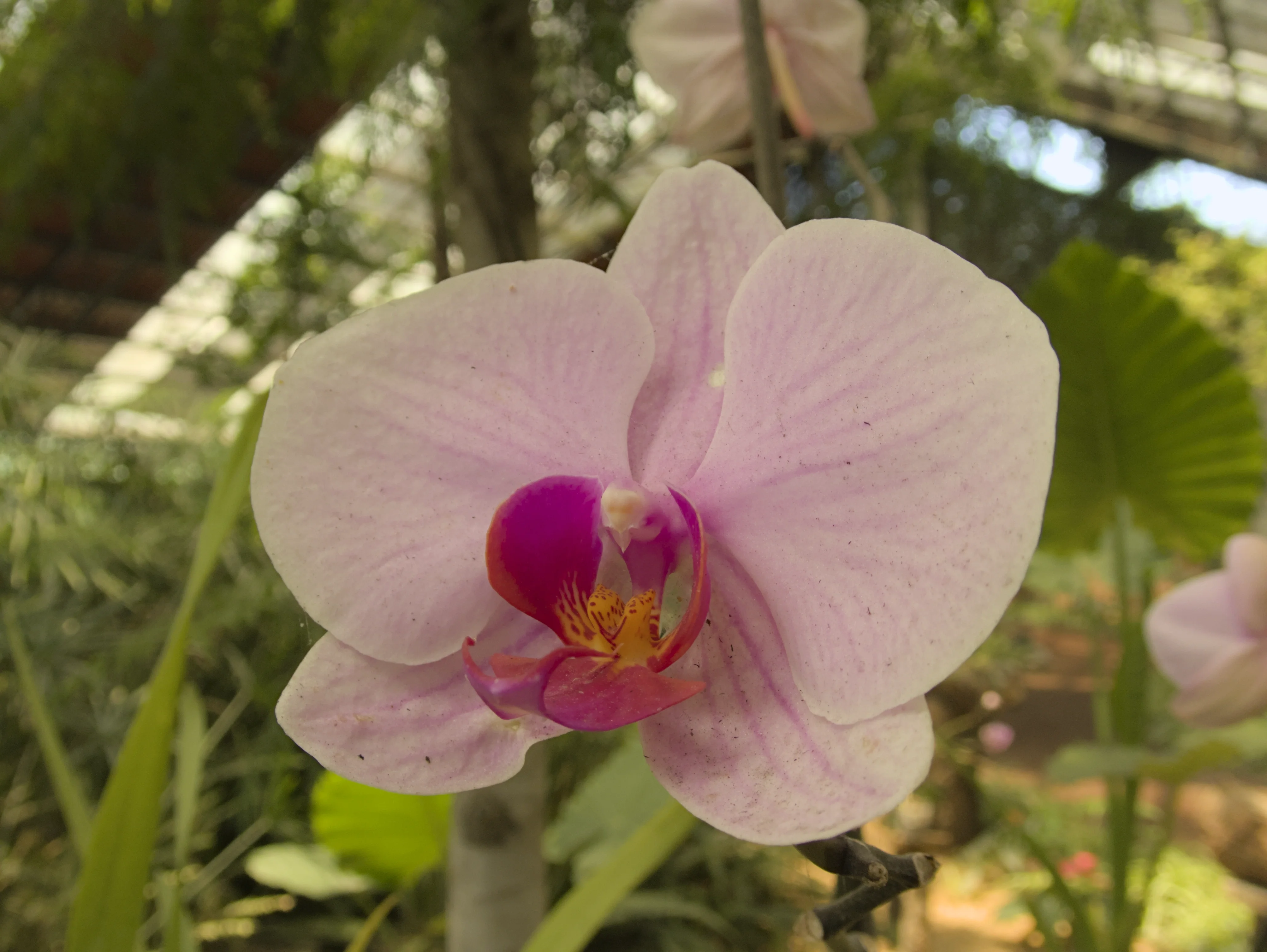 A moth orchid