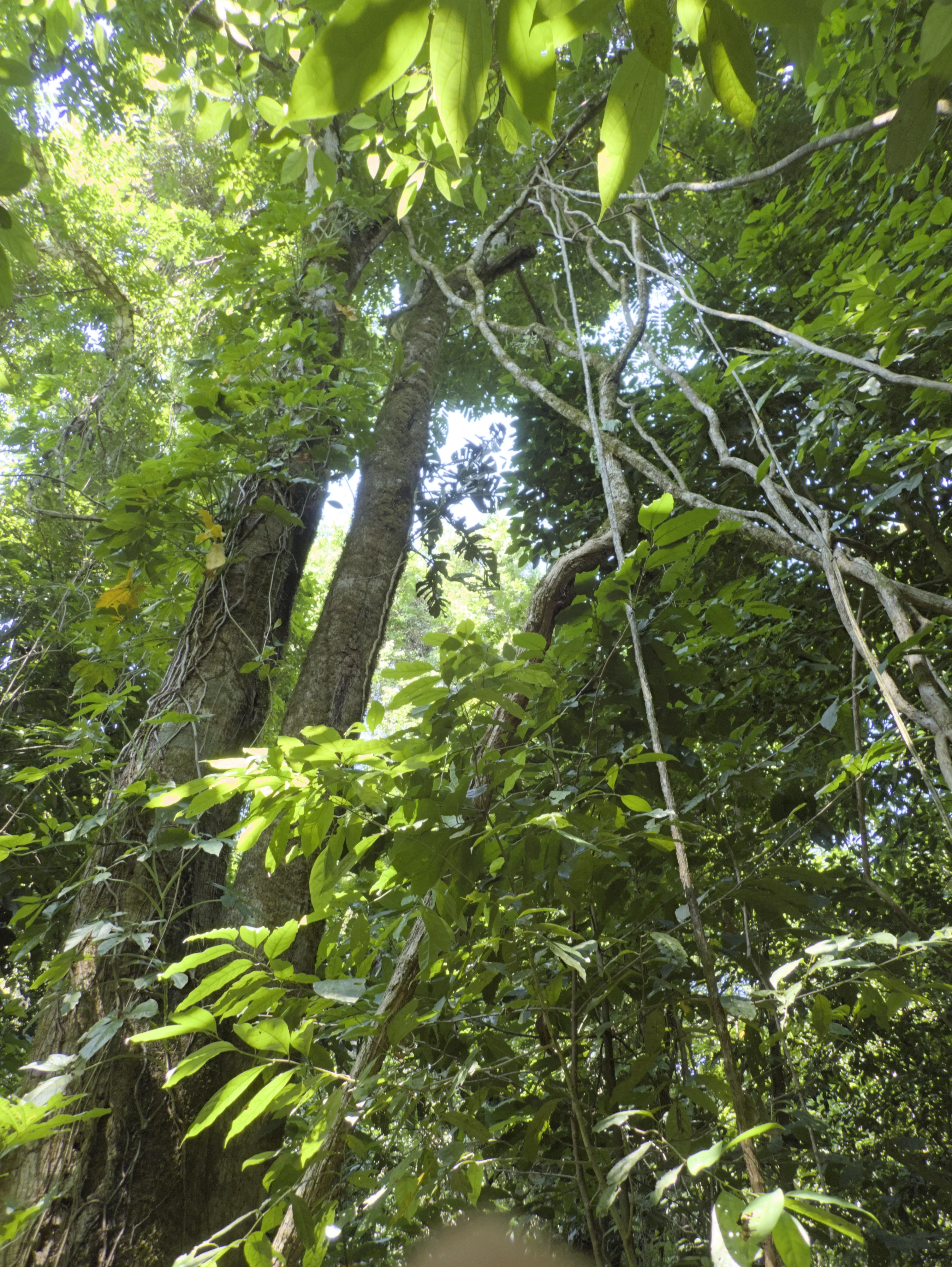In the jungle