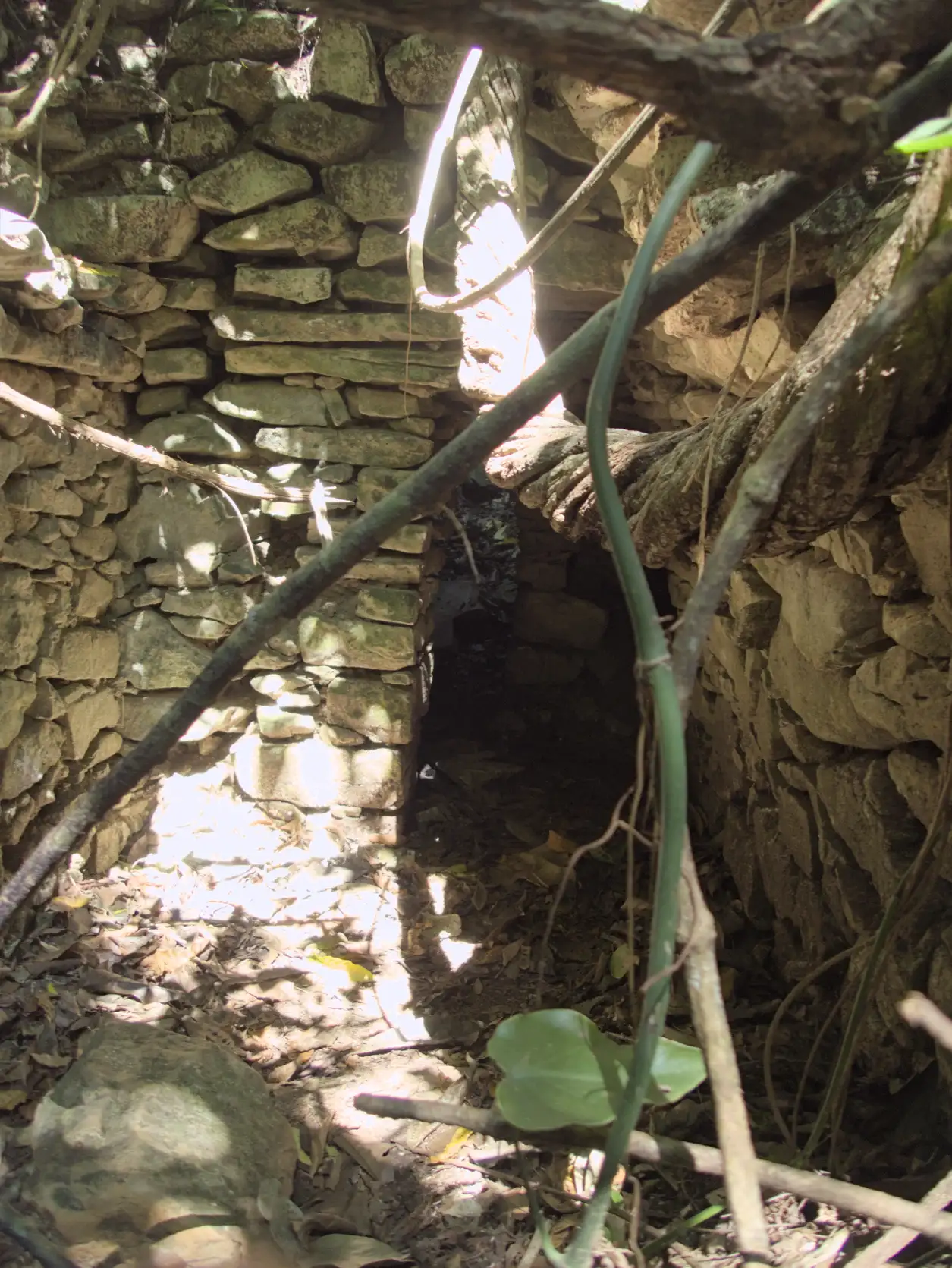 A overgrown tunnel in the jungle