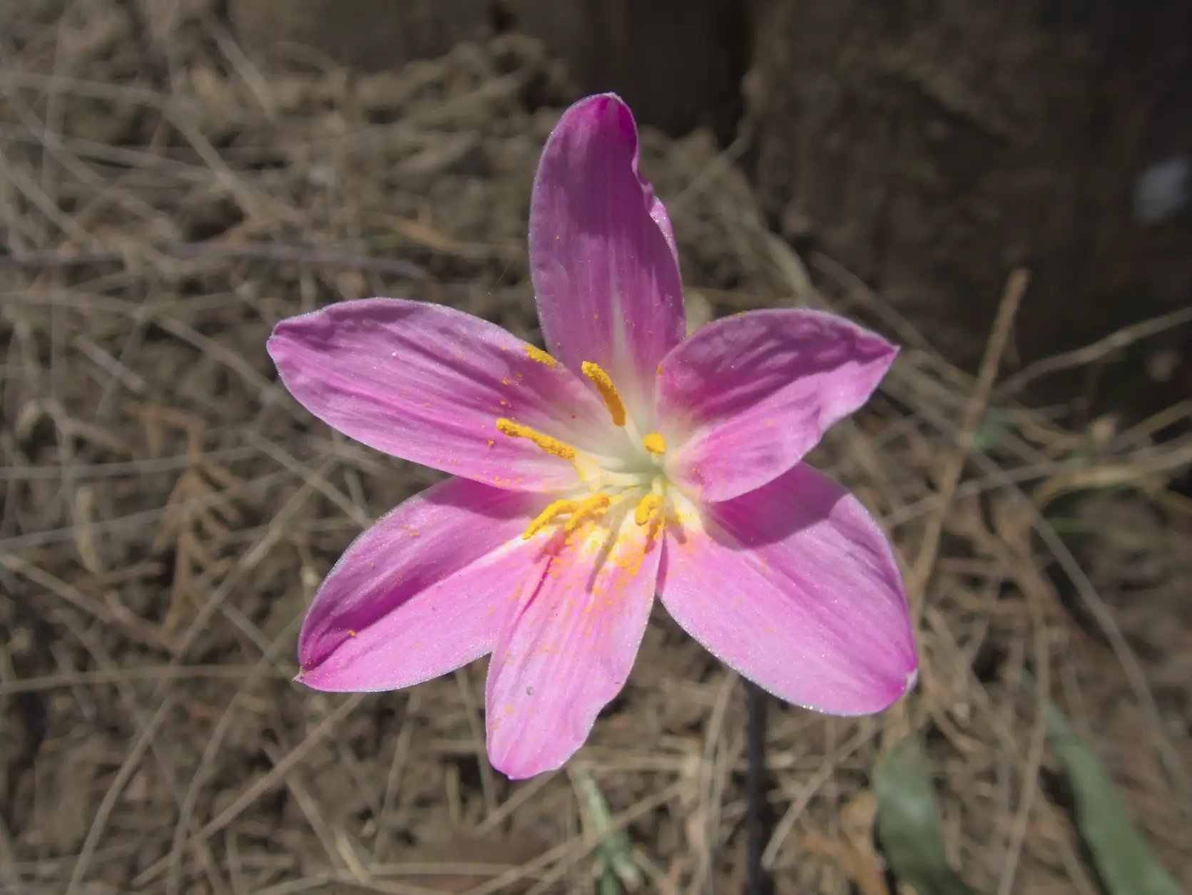 A rosepink zephyr lily (zephyranthes carinata) on the mountain