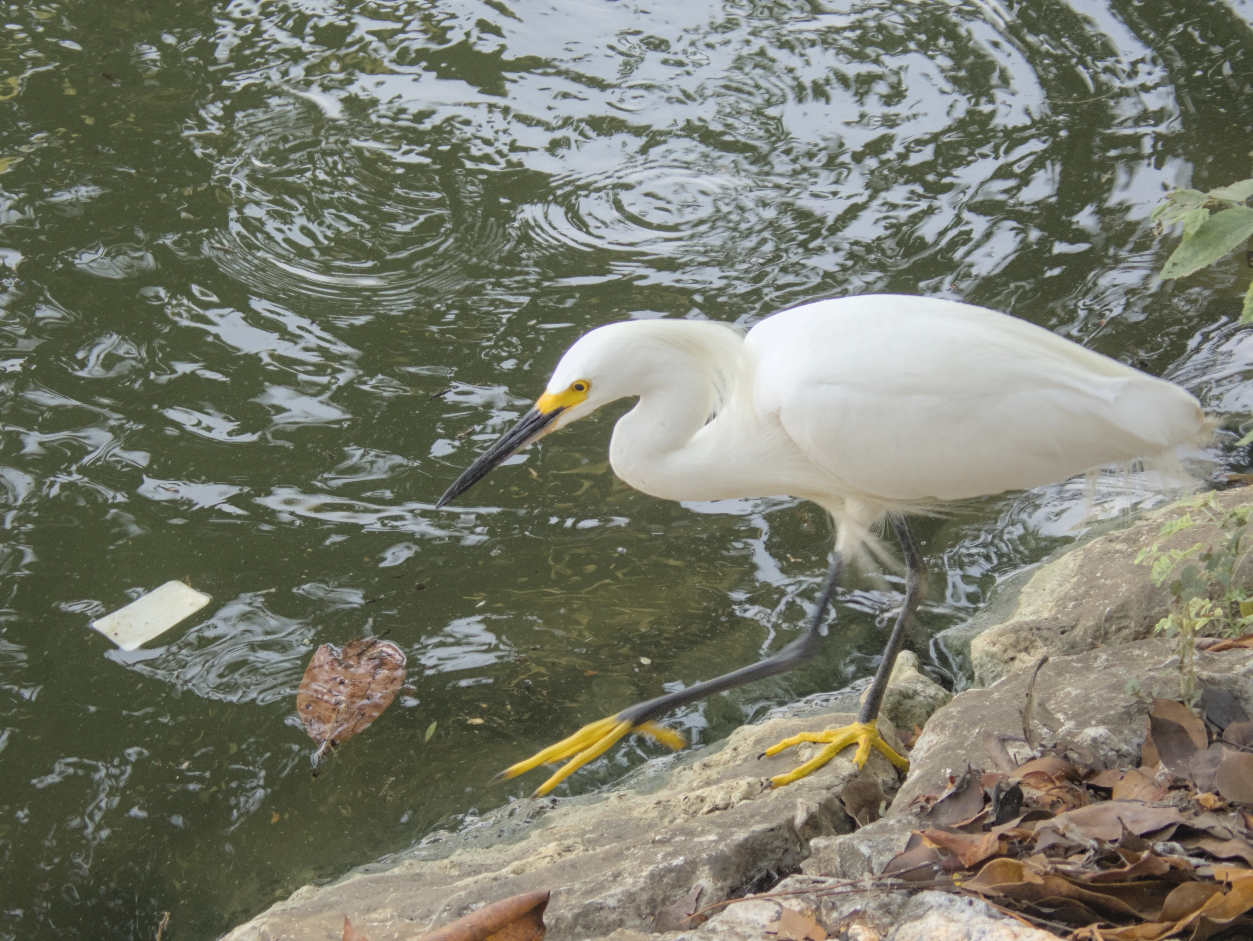 A snowy egret
