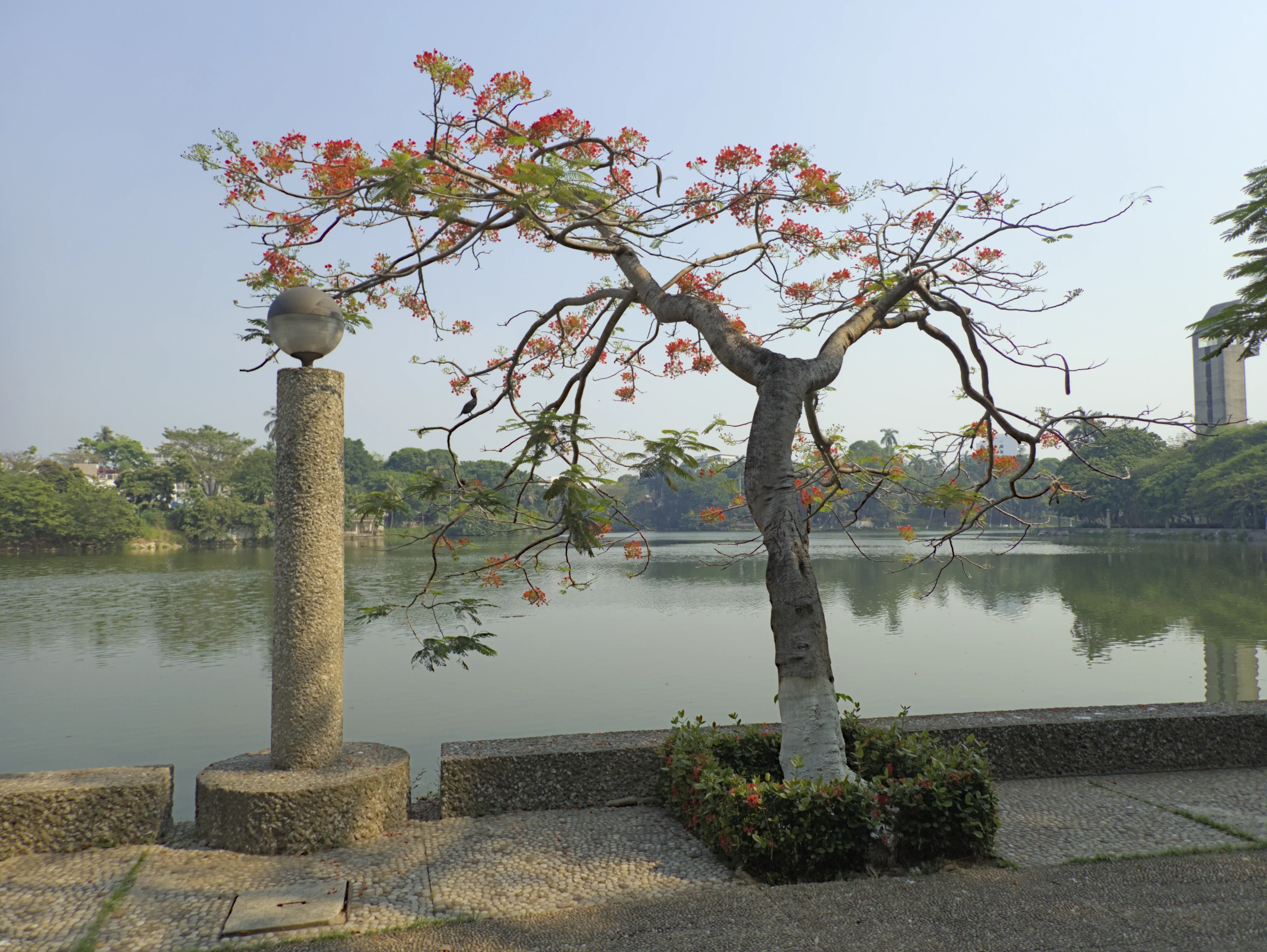 A flame tree (delonix regia)