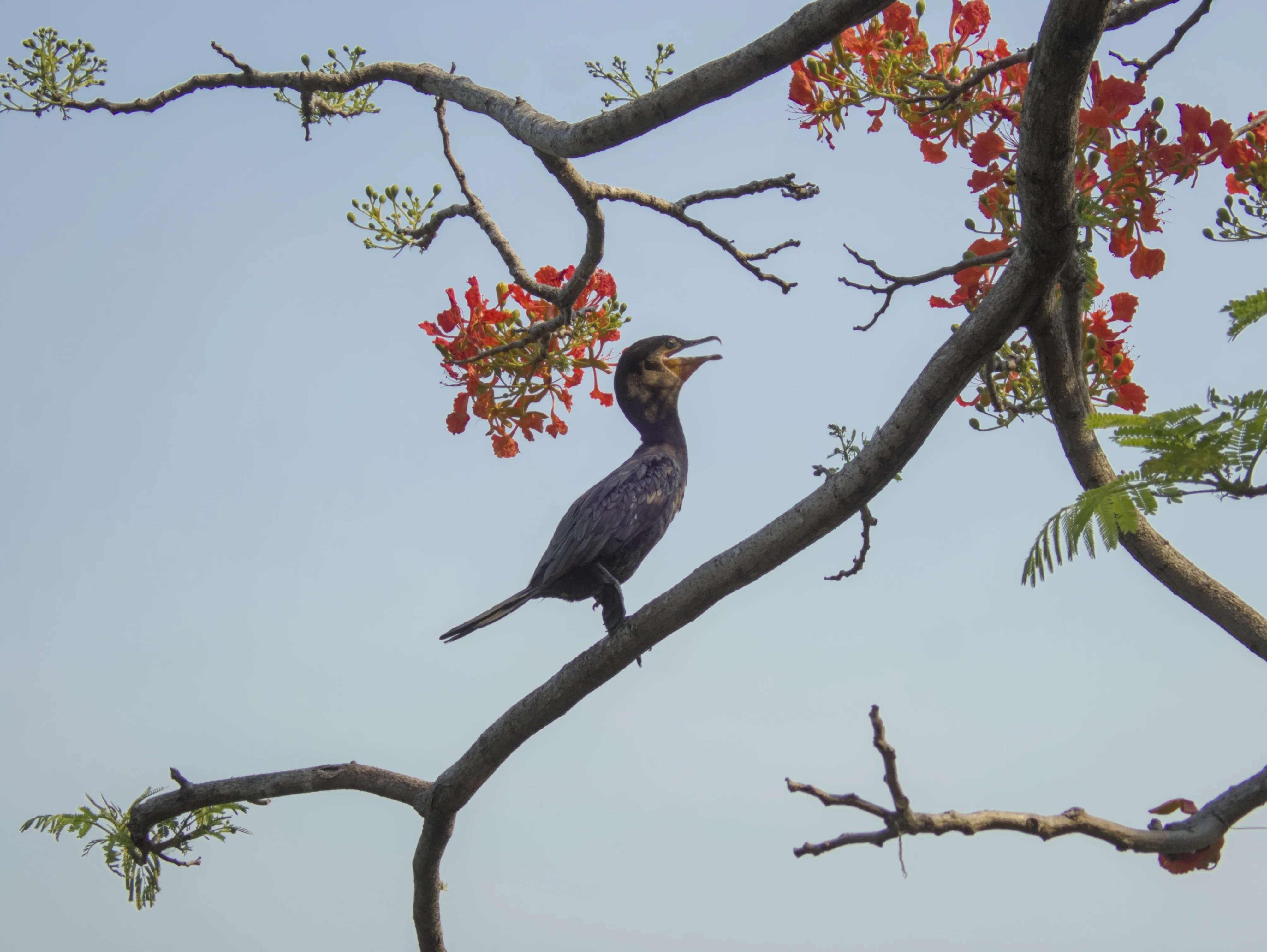 A neotropic cormorant