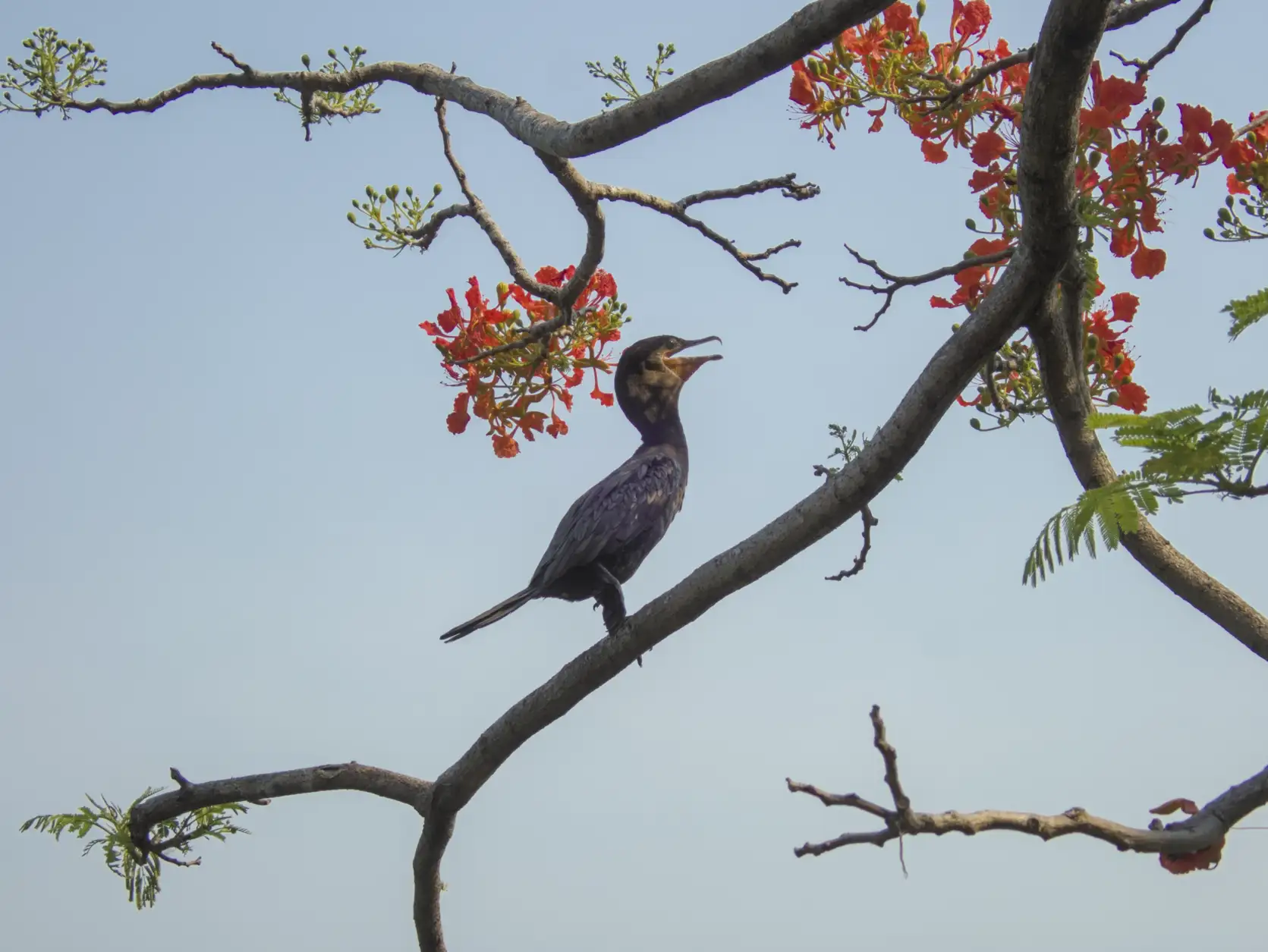 A neotropic cormorant