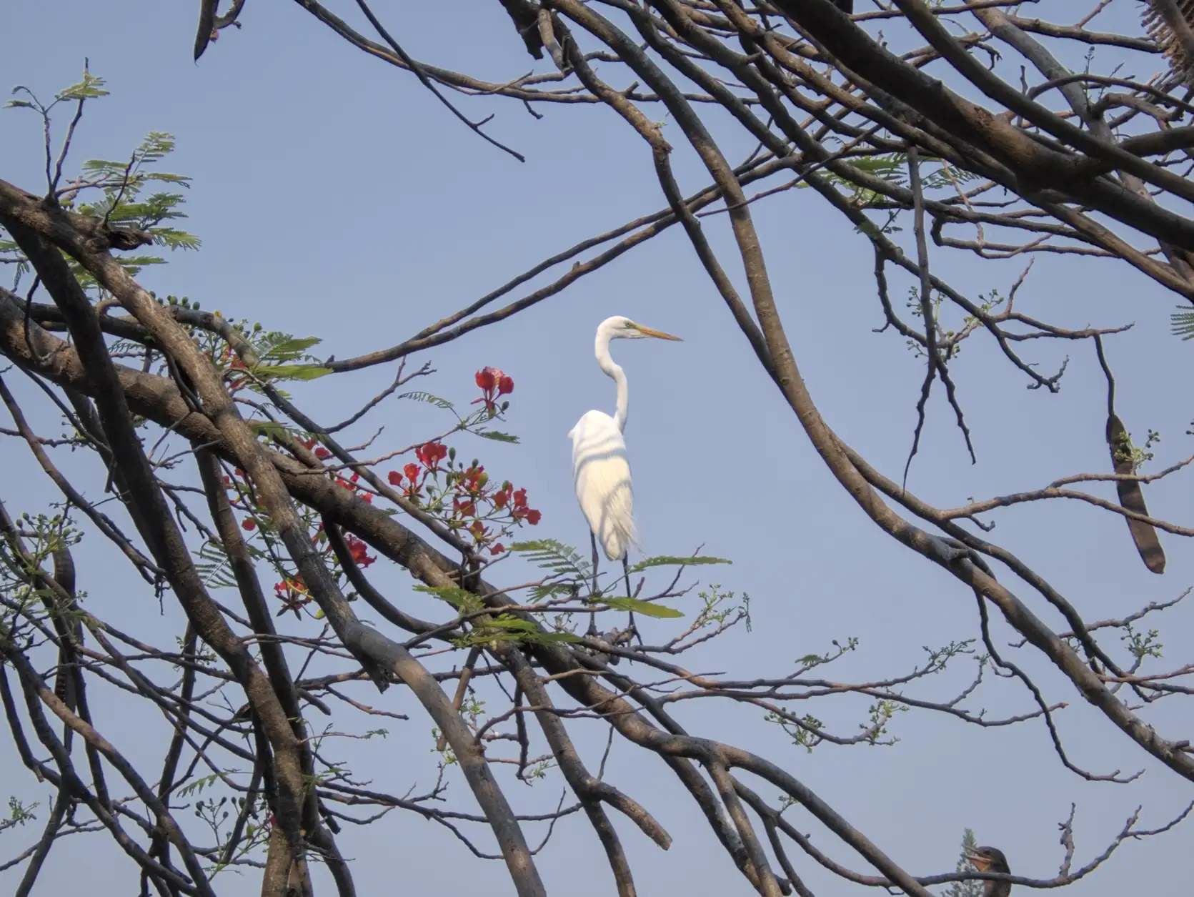 A great Egret