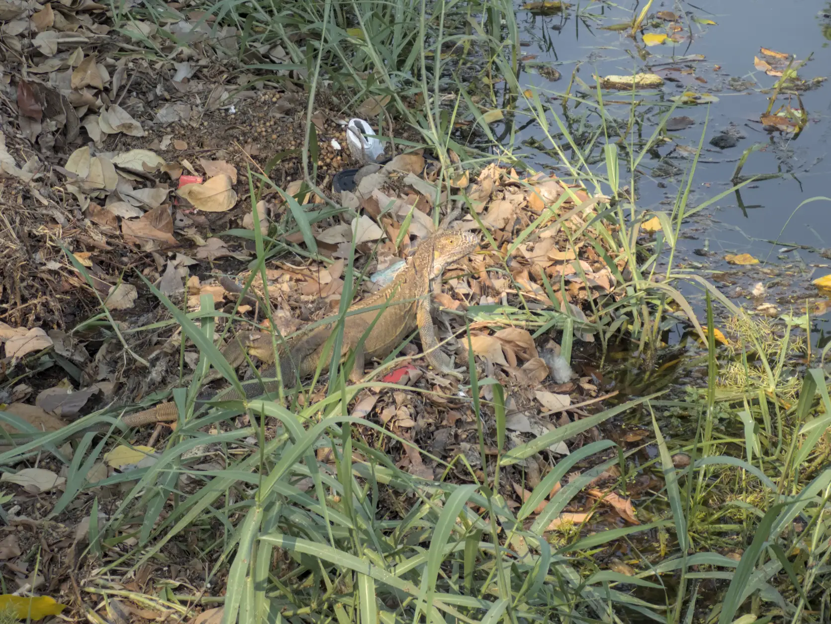 A green iguana
